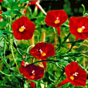 Ipomoea 'Cardinal Climber'