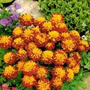 Tagetes 'Petit Harmony Boy'