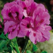 Storblommande Pelargonior 'Lavendel' (lila)