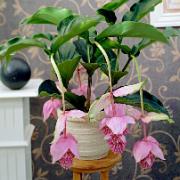 Medinilla Florinilla® 'Bella'