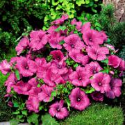 Sommarmalva 'Twins Hot Pink'