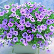 Petunia Wave® 'Fortunia Lilac'