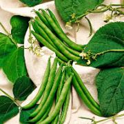 Stångsalladsböna 'Regius'