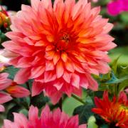 Dahlia 'Extase'