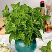 Fröskivor med Mynta