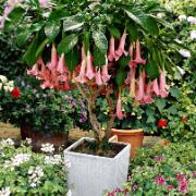 Änglatrumpet 'Flamenco'