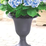 Blomkruka 'Versailles'