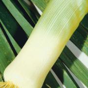 Purjolök 'Herfstreuzen'