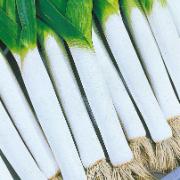 Purjolök 'Blauwgroene Winter'