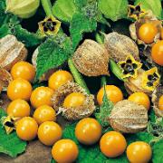 Physalis