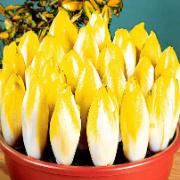 Cikoria 'Mechelse mellantidig'