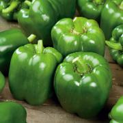 Paprika 'Atol F:1 hybrid'