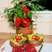 Krukpaprika<br>'Redskin' F:1 hybrid