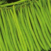 Salladsböna 'Sonate'