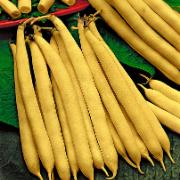 Salladsböna 'Boterkoning'