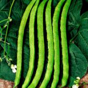 Vaxböna 'Neckarkönigin'