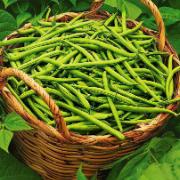 Salladsböna 'Contender'