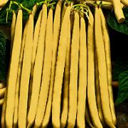 Salladsböna 'Minidor'