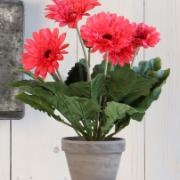 Gerbera, rosa 35 cm - Konstväxt