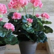 Geranium, persika 33 cm - Konstväxt