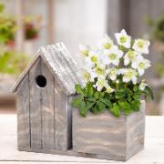 Julros i kruka med fågelholk