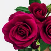 Storblomstrande rosor 'Glamour Select'  Zon 4