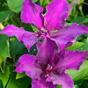 Klematis Fleuri™