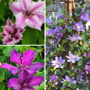 Klematis 'Boulevard' Mix