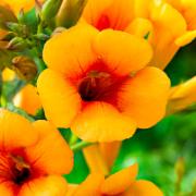 Storblommig trumpetranka Summer Jazz® 'Summer Glow'