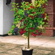 Trio-vinbär på stam