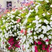 Frömatta för en vit rabatt