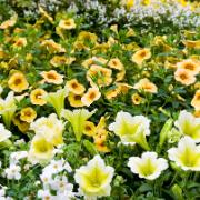 Frömatta för en gul rabatt