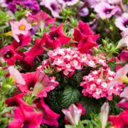 Frömatta för en rosa rabatt