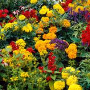 Frömatta 'Colourful Summer'