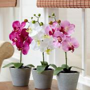 Mica® Brudorkidé 38 cm  – Konstgjord växt