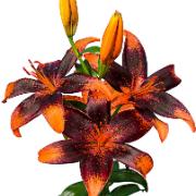 Storblommande lilja Tango® 'Paris Heart'