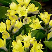 Hosta 'Miracle Lemony'