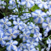 Kaukasisk förgätmigej 'Starry Eyes'