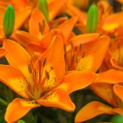 Asiatisk lilja 'Bright Joy'