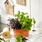 Artstone® kruka + 2 fröskivor