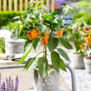 Paprika 'Sweet Orange'