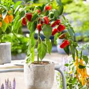 Paprika 'Sweet Ruby'