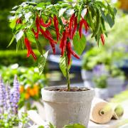 Spanskpeppar 'Spice Ruby'