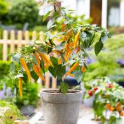 Spanskpeppar 'Spice Sun'