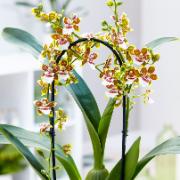 Colmanara 'Painter Tropical Jungle'