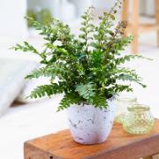 Didymochlaena truncatula