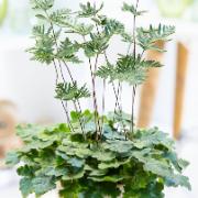 Ormbunke (Doryopteris cordata)