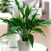 Fredskalla - Konstgjord växt