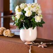 Begonia crème - Konstgjord växt