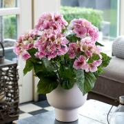 Hortensia rosa - Konstgjord växt